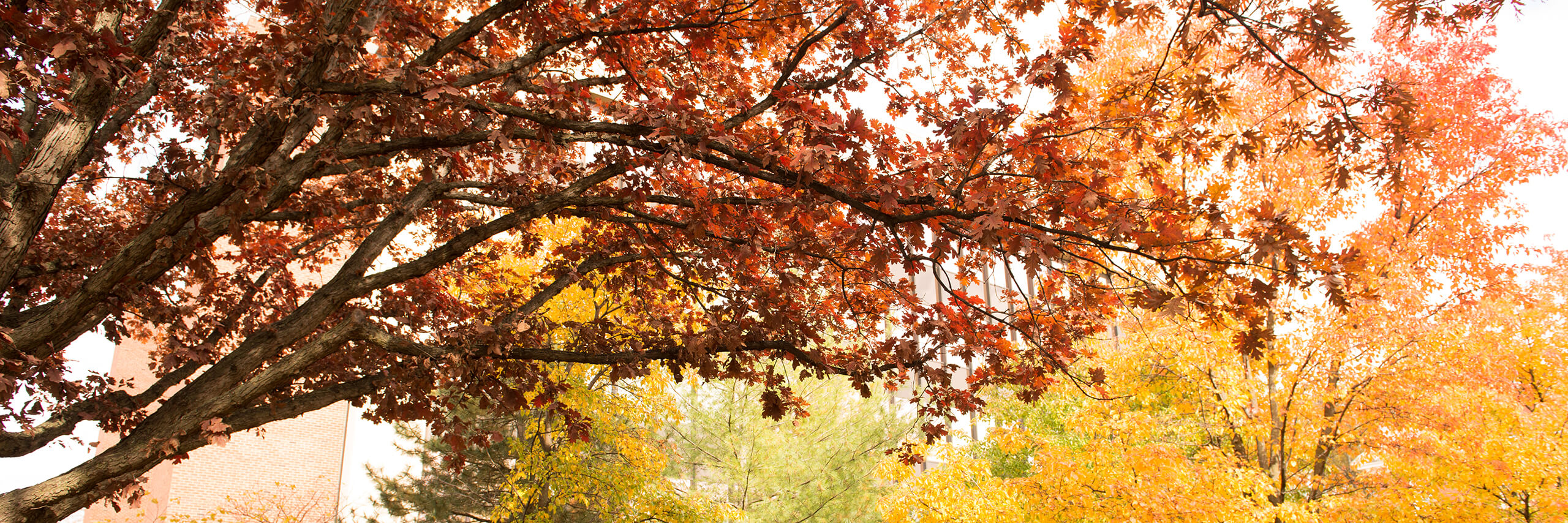 Fall Trees.